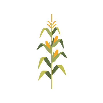 Simple corn stalk with ears illustration fresh organic vegetable natural farm harvest element vector