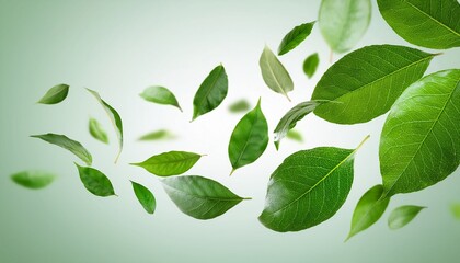 green leaves flying in the air isolated on background