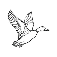 Bird flight illustration wild duck animal sketch vector nature flying winged vector