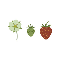 Strawberry growth stages ripe fruit blossom green unripe fruit vector illustration vector