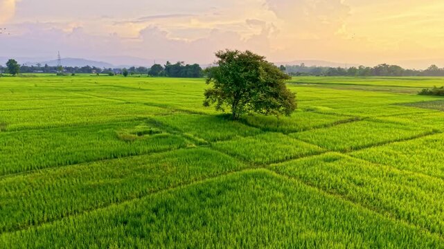 A lone tree stands gracefully in the middle of lush green paddy fields in Assam, India, captured during sunset, showcasing the serene beauty of rice cultivation and rural landscapes in Northeast India