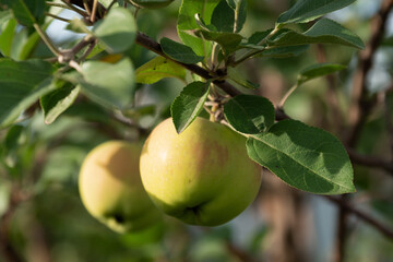 Ripe large apples on a branch