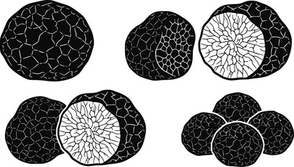 Truffle vector icon.Black vector icon isolated on white background truffle.