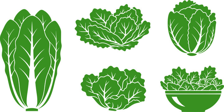 Lettuce and salad cartoon vector of icon.Cartoon vector illustration leaf of lettuce.