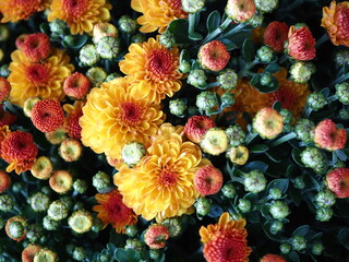 A beautiful, vibrant close-up of orange and yellow chrysanthemum flowers, with tiny buds scattered...