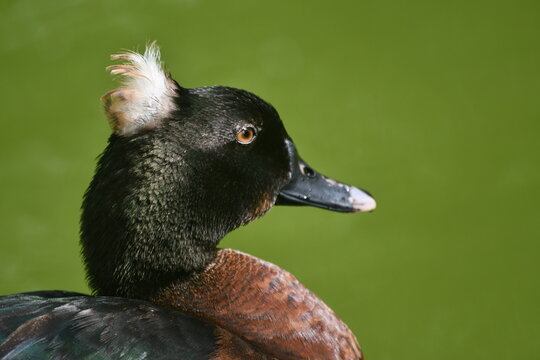  Um close-up mostrando bem os detalhes de um lindo e ex&oacute;tico pato selvagem no lago do jardim do Museu da Rep&uacute;blica - Catete - RJ