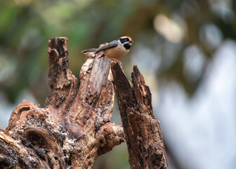 Black throated tit perched on a dead branch in the forest. Selective focus.