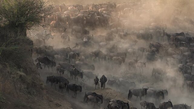 The great migration of wildebeest and zebra over the Mara River in Africa