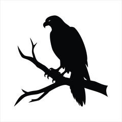 Silhouette of a majestic hawk perched on a bare tree branch