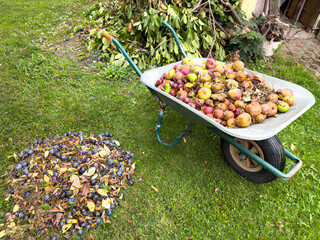 Make a pile of rotten fallen fruit, apples and plums in a meadow with the barrow