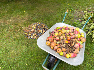 Make a pile of rotten fallen fruit, apples and plums in a meadow with the barrow