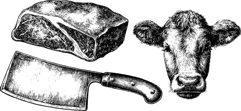 Vintage beef cattle engraving set for butcher themes and culinary design - Powered by Adobe