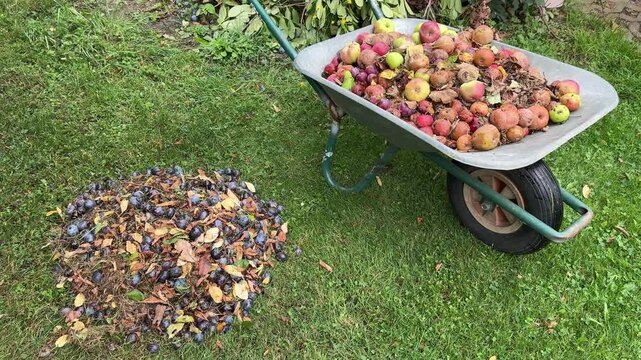 wheelbarrow with old fruits and plum stack