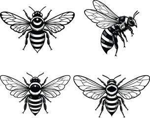 Royal Bee Vector Set - Black and White Bee Illustrations