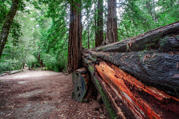 Fallen Redwood Tree in Lush Forest Trail, California