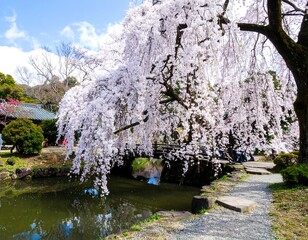 Cherry blossoms over a tranquil pond