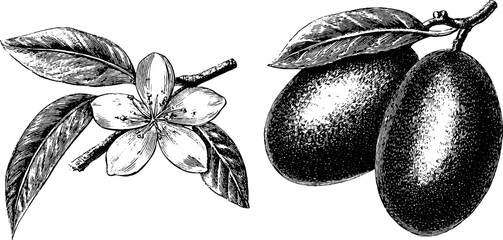 Vintage engraving of mango fruit and blossom set for botanical illustration design