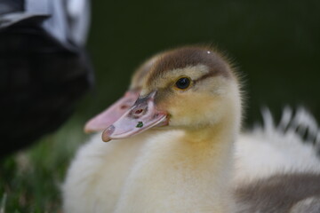 Dois lindos e fofinhos filhotes de pato selvagem no jardim do Museu da Rep&uacute;blica - Catete - RJ
