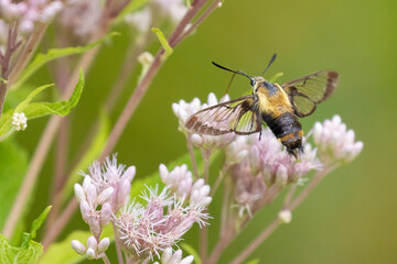Obraz premium Hemaris diffinis, the snowberry clearwing, called 