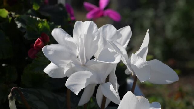 Beautiful Persian cyclamen (cyclamen persicum) flowers.