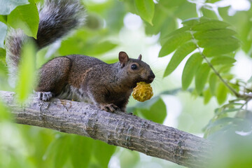  eastern gray squirrel (Sciurus carolinensis)