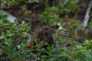 Spruce Grouse