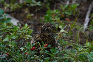 Spruce Grouse
