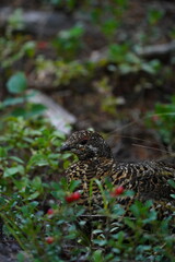Spruce Grouse