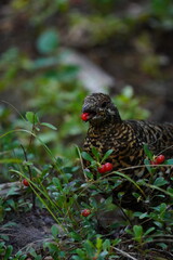 Obraz premium Spruce Grouse