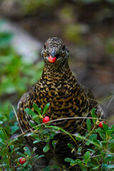Spruce Grouse