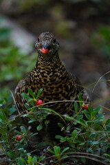 Spruce Grouse