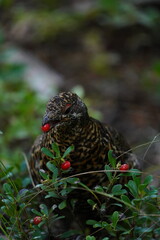 Spruce Grouse