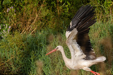 white stork (Ciconia ciconia) in summer