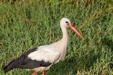 white stork (Ciconia ciconia) in summer