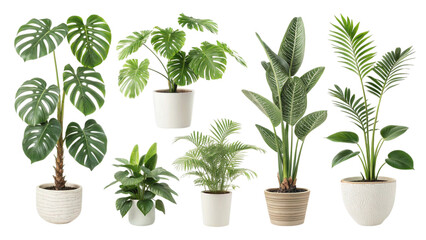 Collection of various indoor houseplants in pots isolated on transparent background