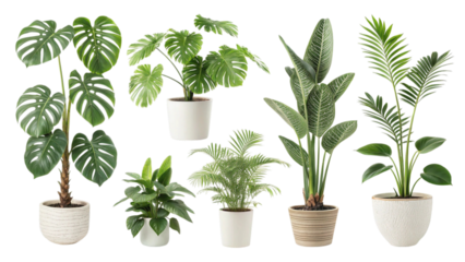 Collection of various indoor houseplants in pots isolated on transparent background