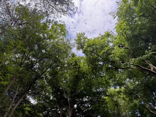 Beautiful green trees in park, bottom view
