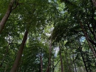 Beautiful green trees in park, low angle view