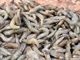 Royal grey prawns are sitting in the fridge in the supermarket, which are perfect for seafood lovers all over the world. Fresh shrimps that are just waiting to be turned into delicious seafood dishes