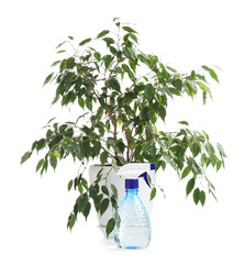 Beautiful Ficus plant in flowerpot and spray bottle isolated on white