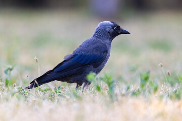 western jackdaw (Coloeus monedula) in summer
