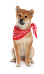 Cute Shiba Inu puppy with red bandana on white background