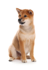 Cute Shiba Inu puppy on white background