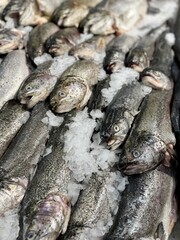 Freshly Caught and Colorfully Displayed Rainbow Trout for Your Culinary Experience