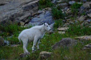 Obraz premium Mountain Goat