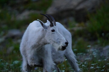 Mountain Goat