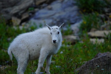 Mountain Goat