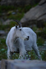 Naklejka premium Mountain Goat