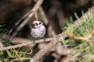  long-tailed tit (Aegithalos caudatus) in summer