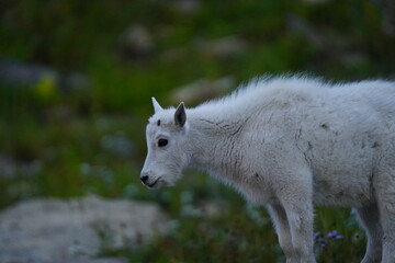 Obraz premium Mountain Goat